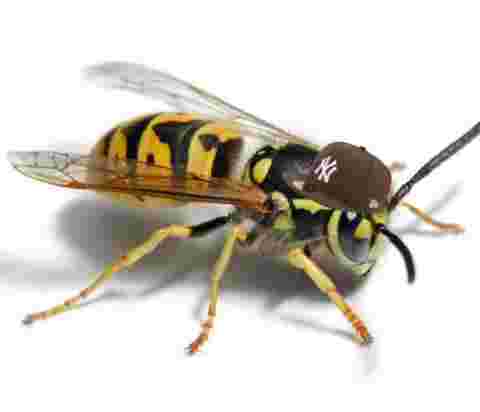 inscription 6c14c7ab8d21eedd90506a734755edb1f81b4f162e2a2f169127a267c5d99aa3i0